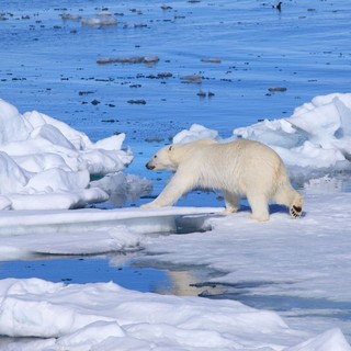 To The Arctic 3D Picture 5