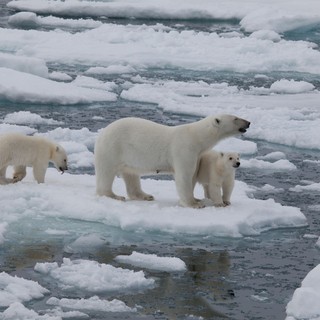 To The Arctic 3D Picture 6
