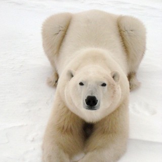 To The Arctic 3D Picture 9