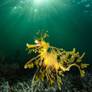 A scene from IMAX's Under the Sea 3D (2009)