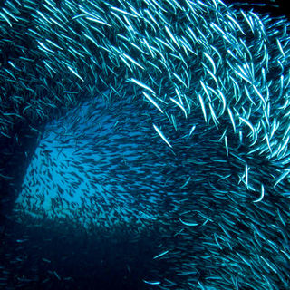 Under The Sea 3D Picture 3