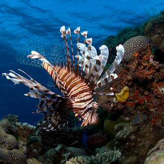 A scene from IMAX's Under the Sea 3D (2009)