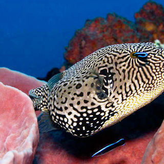 A scene from IMAX's Under the Sea 3D (2009)