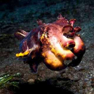 A scene from IMAX's Under the Sea 3D (2009)