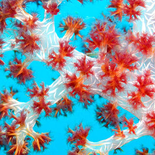 A scene from IMAX's Under the Sea 3D (2009)