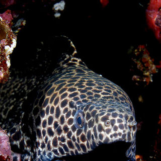 Under The Sea 3D Picture 11