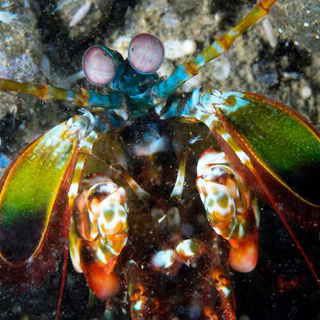 Under The Sea 3D Picture 12