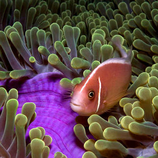 Under The Sea 3D Picture 13