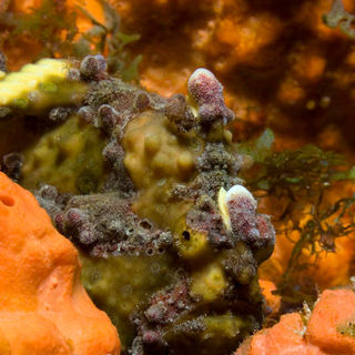 Under The Sea 3D Picture 14