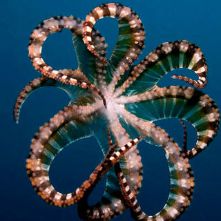 Under The Sea 3D Picture 17