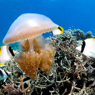 Under The Sea 3D Picture 18