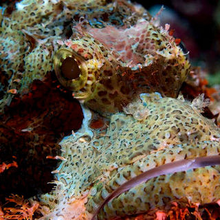 Under The Sea 3D Picture 19