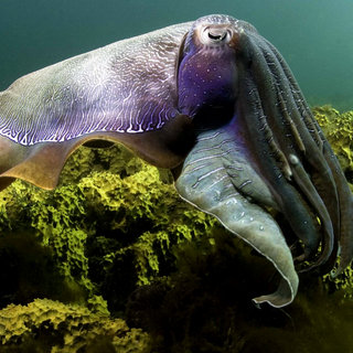 A scene from IMAX's Under the Sea 3D (2009)