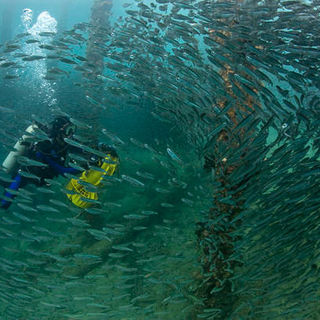 Under The Sea 3D Picture 25