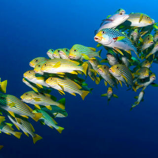 Under The Sea 3D Picture 26