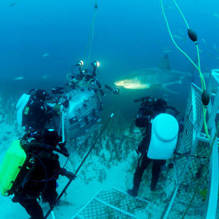 Under The Sea 3D Picture 27
