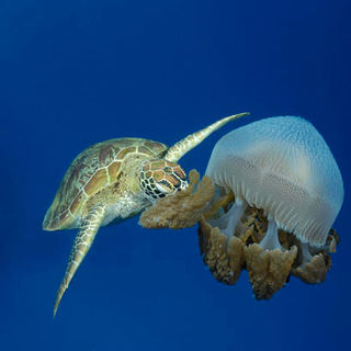 Under The Sea 3D Picture 29