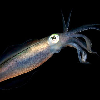 Under The Sea 3D Picture 32