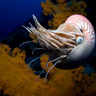 Under The Sea 3D Picture 33