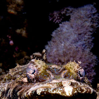 Under The Sea 3D Picture 36