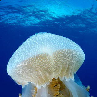 Under The Sea 3D Picture 38