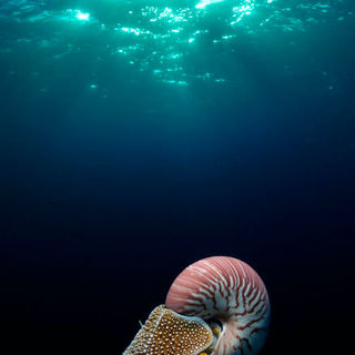 Under the Sea 3D Picture 39