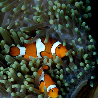 Under The Sea 3D Picture 40