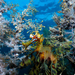 Under The Sea 3D Picture 42