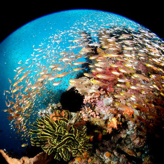 Under The Sea 3D Picture 43