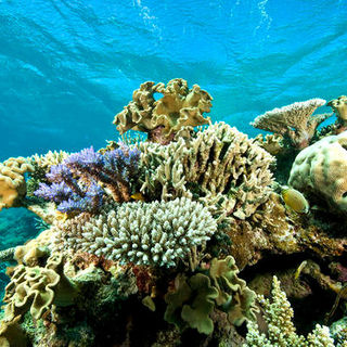 Under The Sea 3D Picture 45