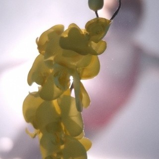 Upstream Color Picture 4
