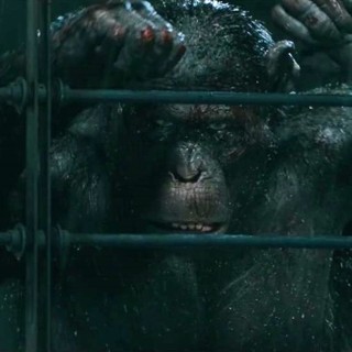 War For The Planet Of The Apes Picture 20