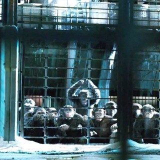War For The Planet Of The Apes Picture 39