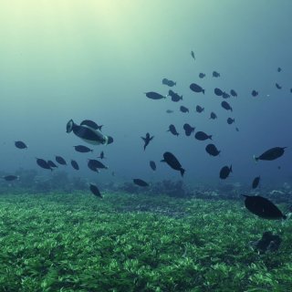 Where The Sea Breathes (2026)