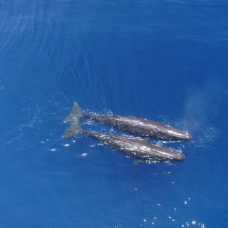 Where The Sea Breathes (2026)