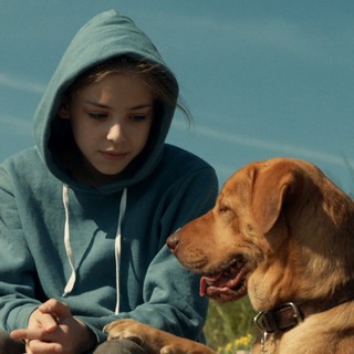A scene from Magnolia Pictures' White God (2015)