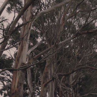 WHITEGUM (2026)