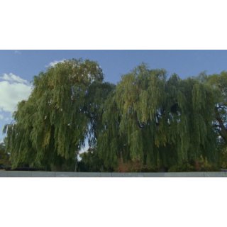 Willow World Picture 1