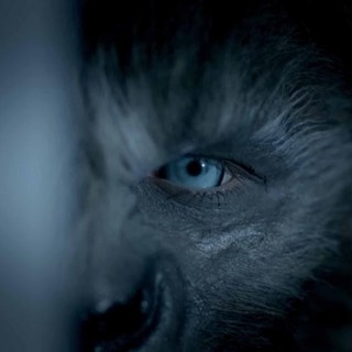 Wolves Picture 6