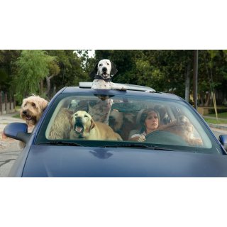 Year Of The Dog Picture 1