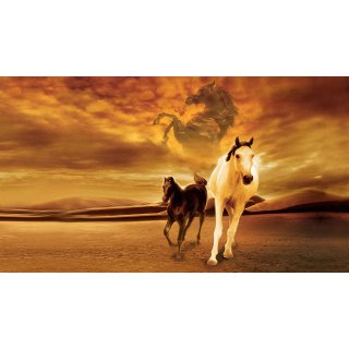 Young Black Stallion Picture 1