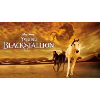 Young Black Stallion Picture 3