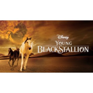 Young Black Stallion Picture 4