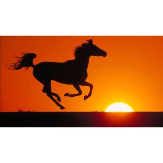 Young Black Stallion Picture 5