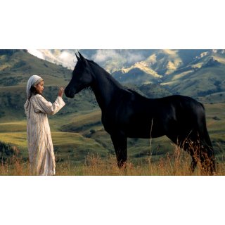 Young Black Stallion Picture 6