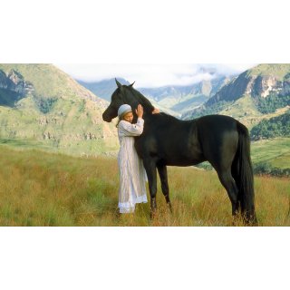 Young Black Stallion Picture 7