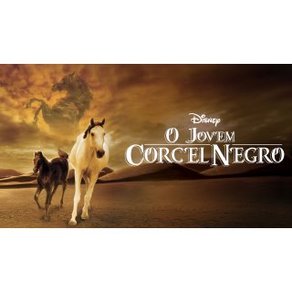 Young Black Stallion Picture 8