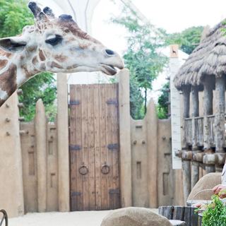 Zookeeper Picture 26
