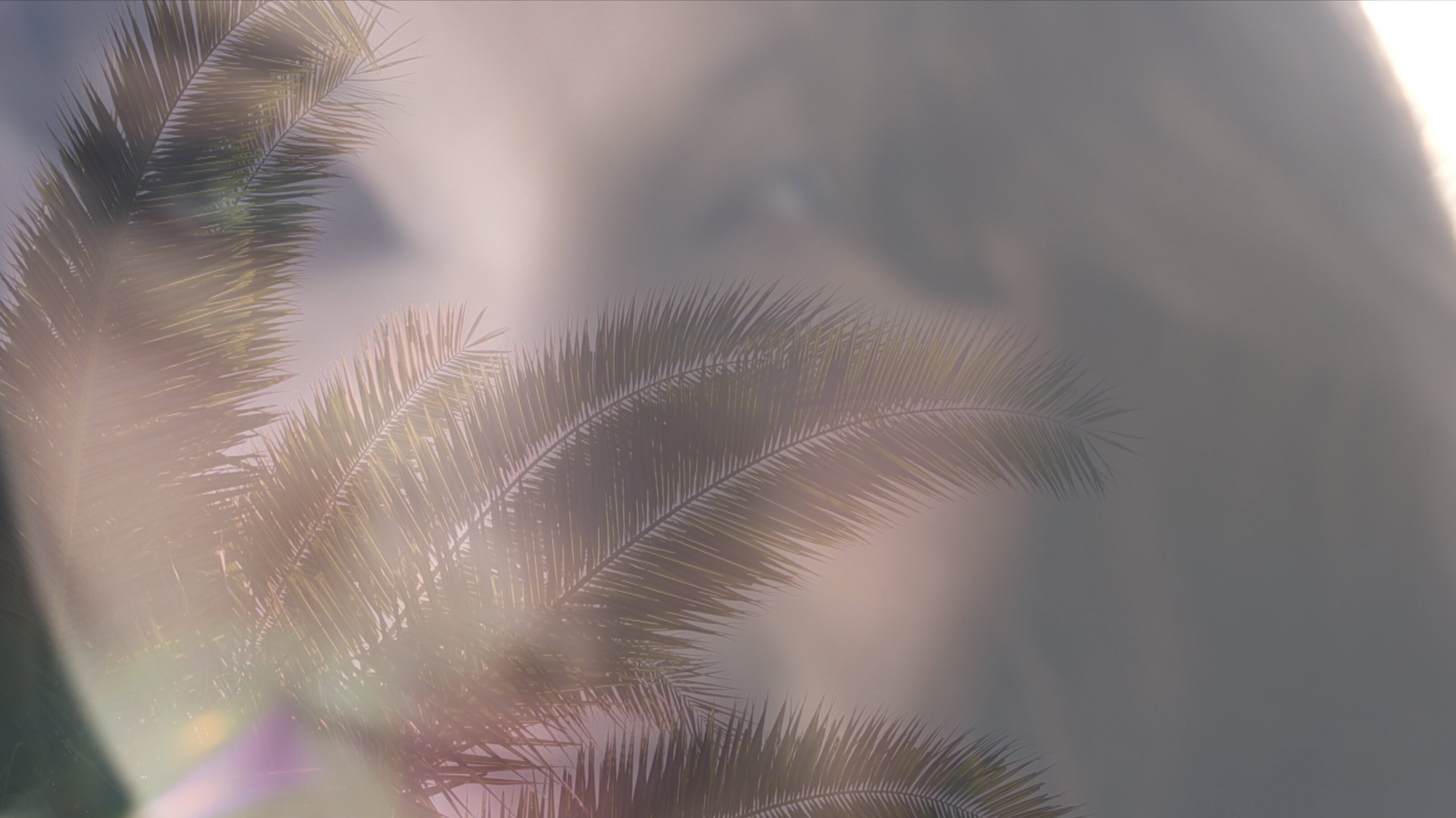 Some Palm Trees Are Taller Than Others (20 Film | AceShowbiz