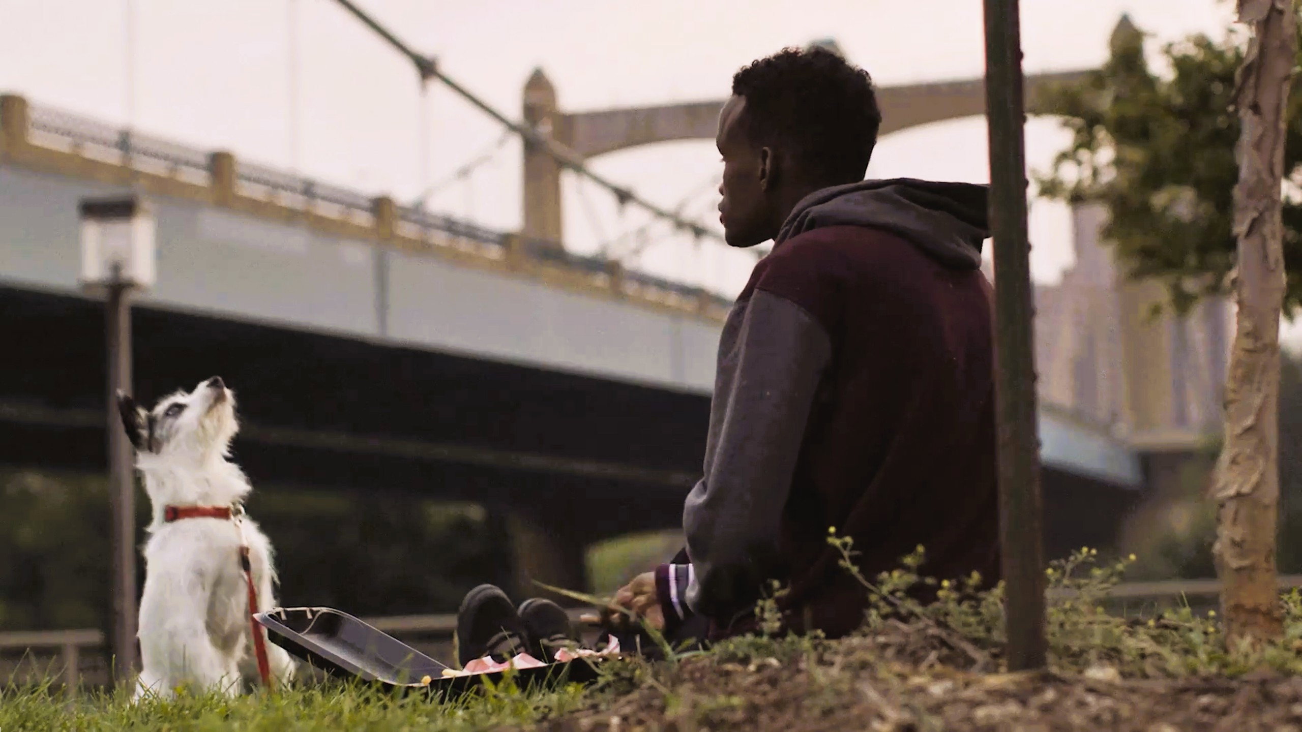 Stray, A (2016)